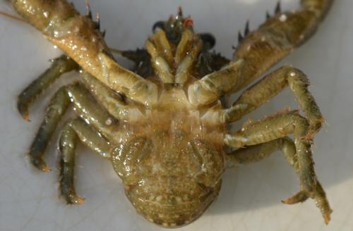 Galathea squamifera